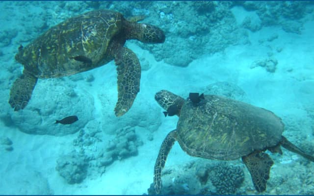 Morning Turtle Snorkel from Waikiki