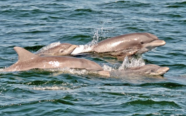 Dolphin Watching around Cape May