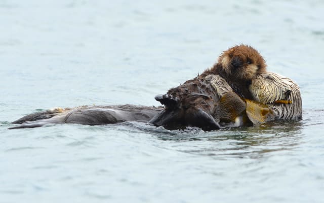 Kenai Fjords Tours