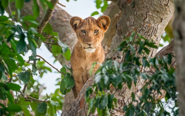 14 Days Fly-in Safari: Wild Wonders of Uganda 