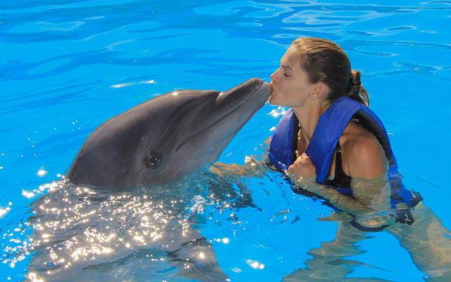Dolphin Swim Experience in Cabo