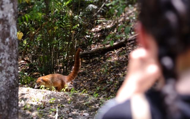 Calakmul Ancient Maya city from XPUJIL