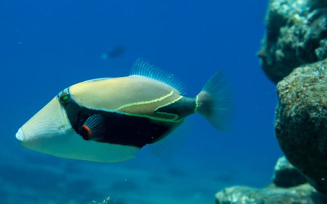 Niihau & Na Pali Super Tour