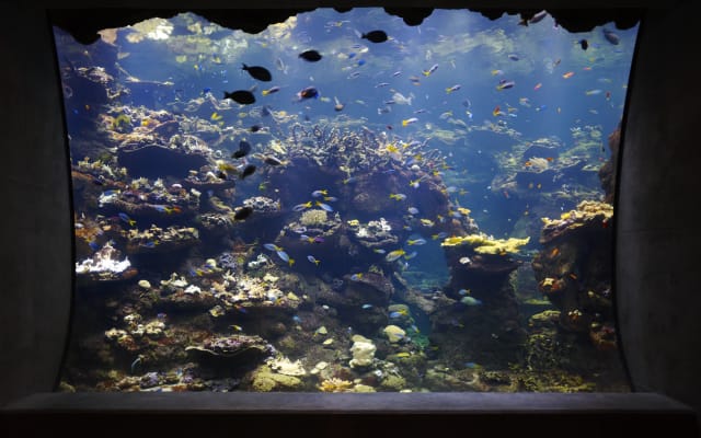 California Academy of Sciences