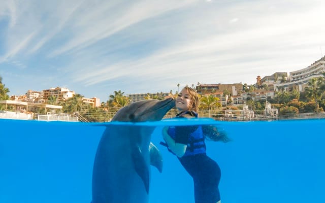 Dolphin Premium Swim