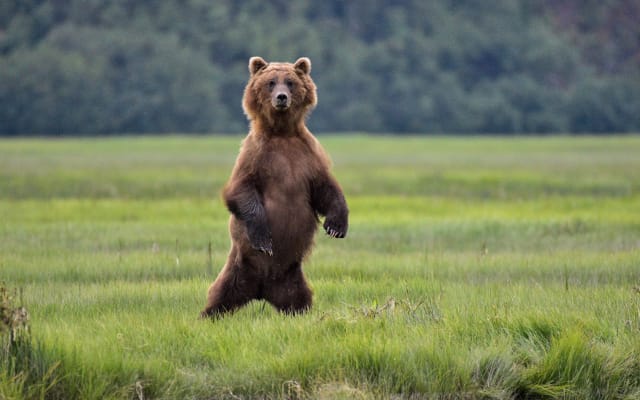 Alaska Bear Viewing Experience