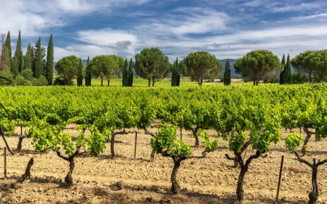 Exclusive Provence Private Wine Tour from Aix en Provence