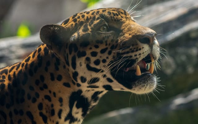 Houston Zoo Summer Saver Package