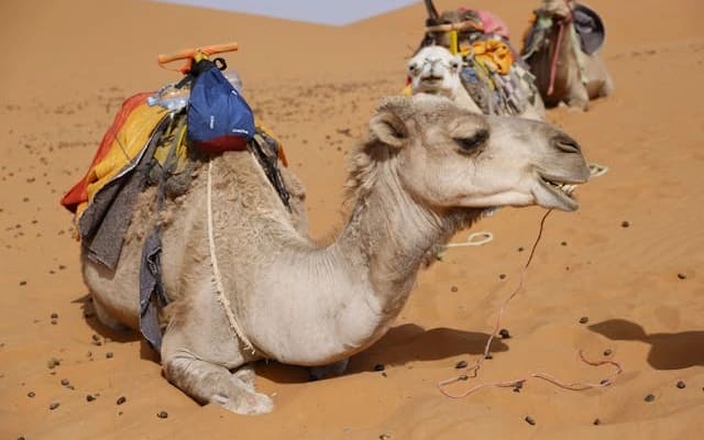 3 Day Desert Tour from Marrakech to Merzouga