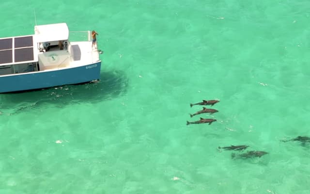 Dolphin Encounter in Key West