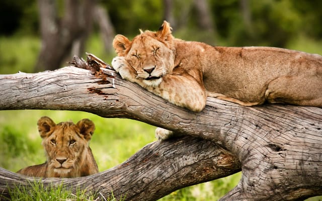 3 Day Maasai Mara Safari