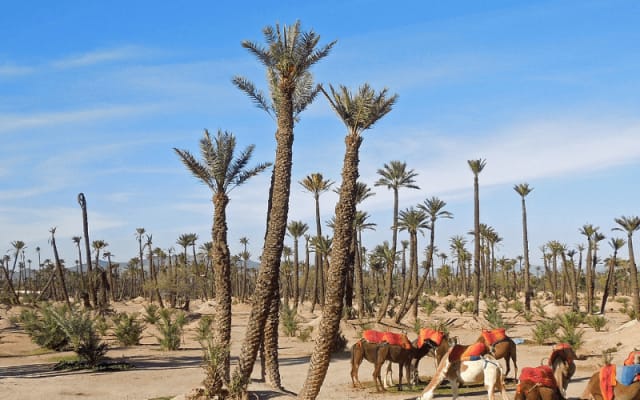 Marrakech Camel Ride in Palm Grove.
