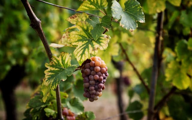 Grands Crus Alsace Wine Tour From Riquewihr (Private)