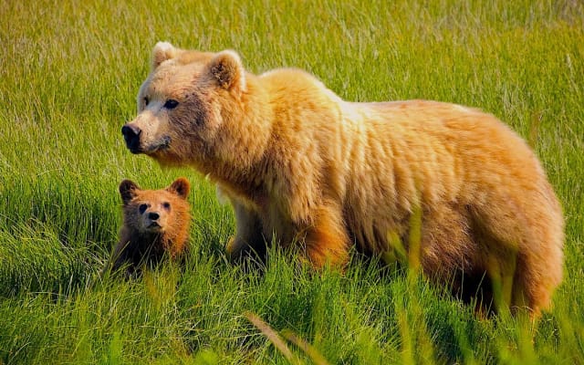 4-day Alaska Bears Base Camp from Kenai, Alaska