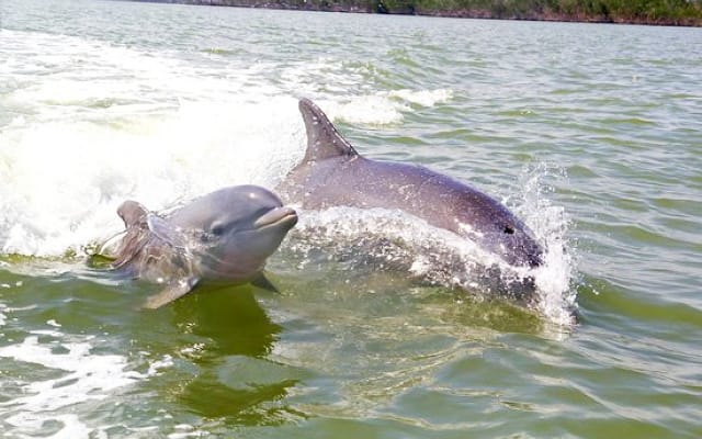Small Group Motorboat Eco Tour of the Everglades