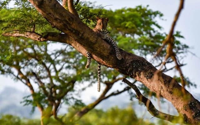7 Days Fly-in Safari: Primates & Savannah Wilds