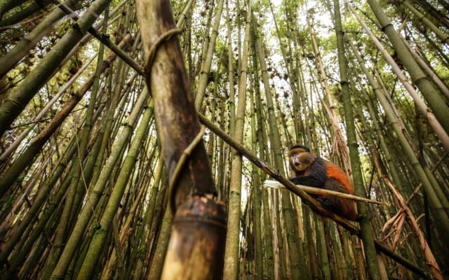 4 Days Fly-in Safari: Gorillas & Golden Monkeys