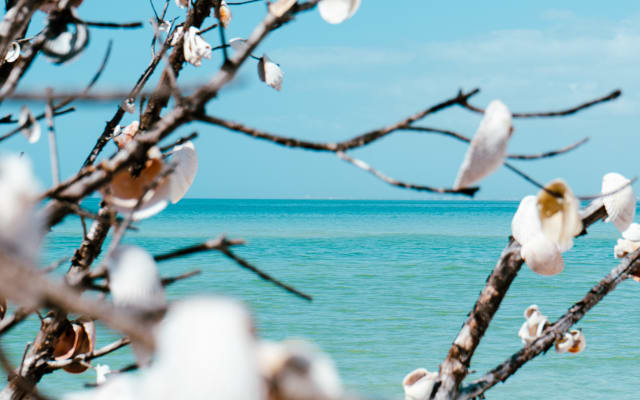 Dolphin Watching & Shelling Adventure In Tampa Bay