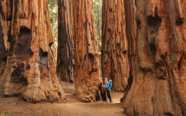 PRIVATE SEQUOIA HALF DAY TOUR