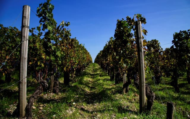 From Bordeaux to Saint-Emilion private 4-hour shore trip