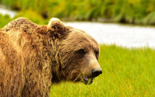 Lodge-Based Overnight Bear Safari