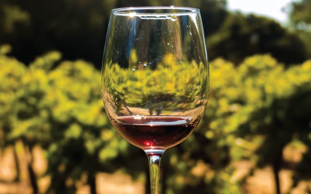 City & Wine Tour (1-Day Hop-On Hop-Off + Wine Country)