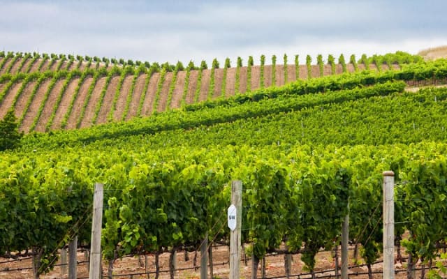Half Day Paso Robles Wine Tasting Tour