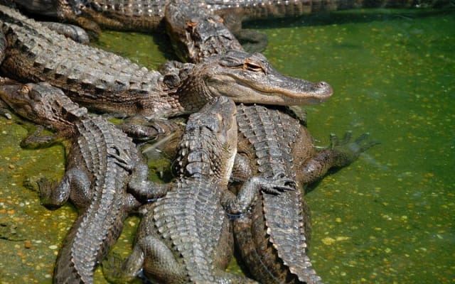 Miami Full Day Self-Guided Sightseeing Tour w/ Cruise and Everglades Airboat