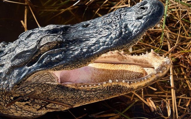 1-Hour Air boat Ride and Nature Walk with Naturalist in Everglades National Park