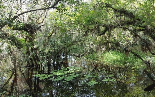 Everglades National Park Biologist Led Adventure: Cruise, Hike + Airboat