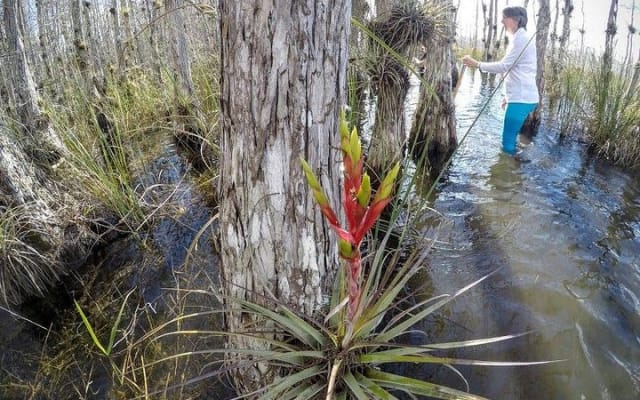 Small Group Full Day Everglades: Biologist led wet walk + Two 1-Hour Boat Trips 