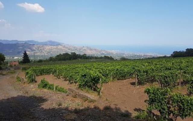Wine Tour in Linguaglossa and in addition visit of Taormina from Giardini Naxos