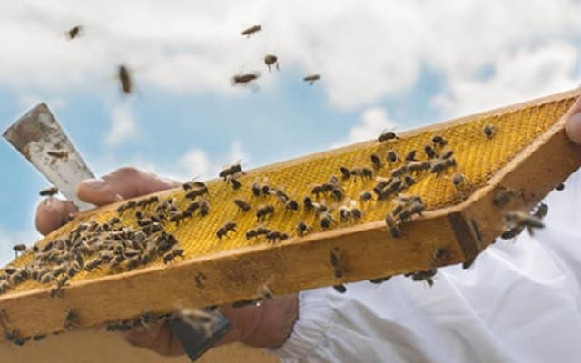ADI Beekeeping: pioneers of Italian organic honey