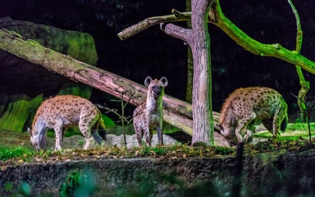 Night Safari Ticket