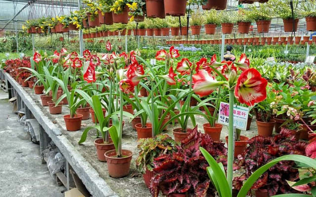 Cameron Highland Full Day Tour (Private Tour) 
