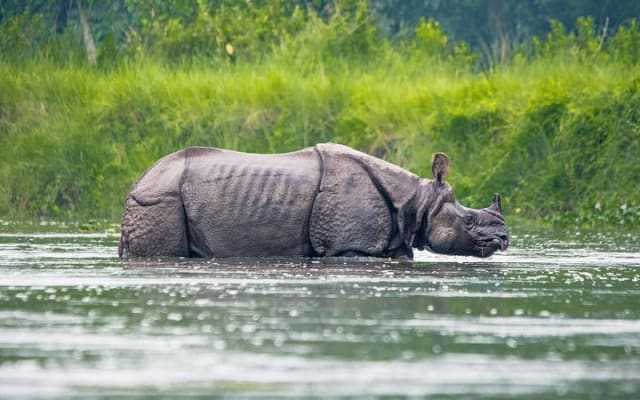 Chitwan Jungle Safari Tours