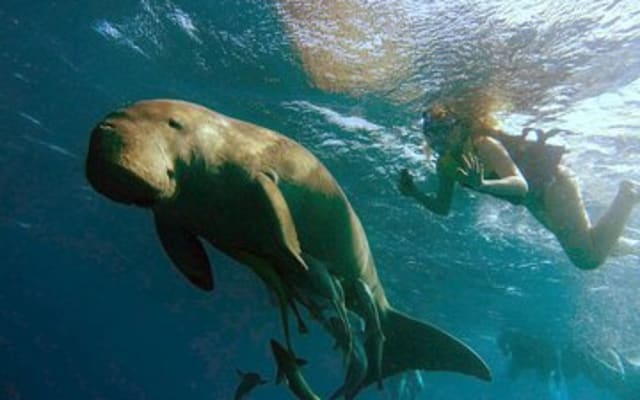 Marsa Mubarak snorkeling with dugong and turtles