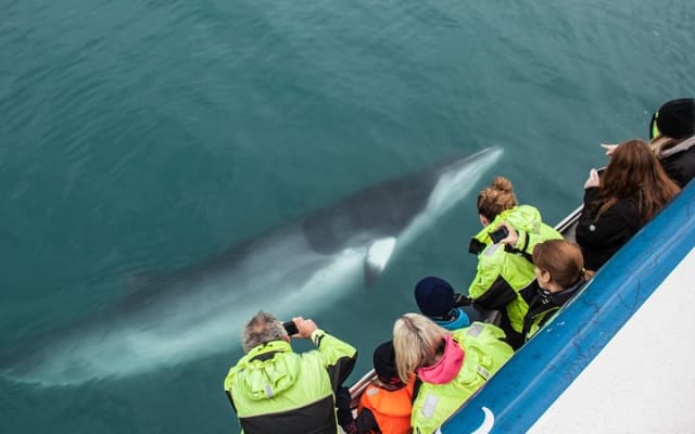 Reykjavik Shore Excursion: Whale-Watching Cruise