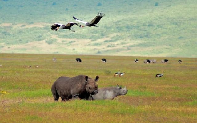 Tarangire & Ngorongoro Safari ~ 2 Days