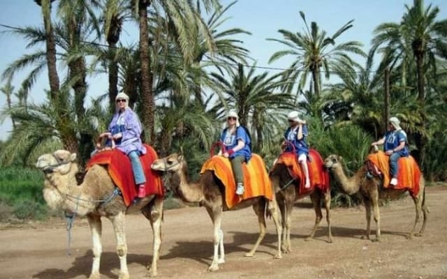 Marrakech Palmeraie: Camel Ride at Sunset