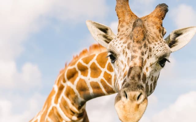 Central Florida Everglades and Safari Park Tour