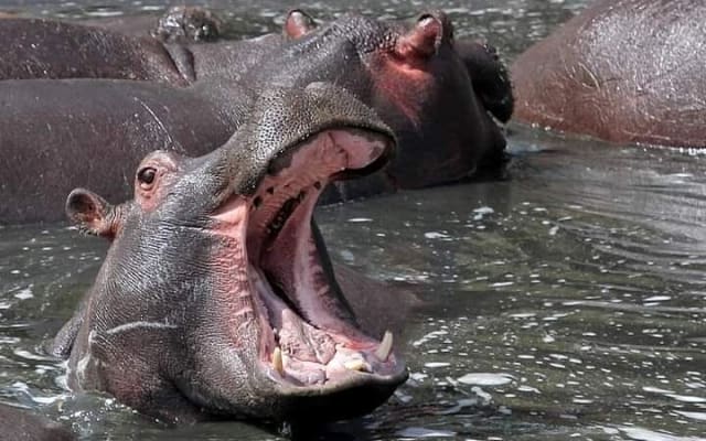 Private Lake Naivasha Day Trip