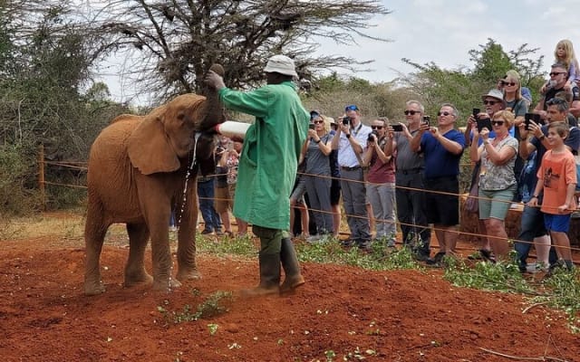 Giraffe center, Elephant Orphanage And Bomas of Kenya Group Tour