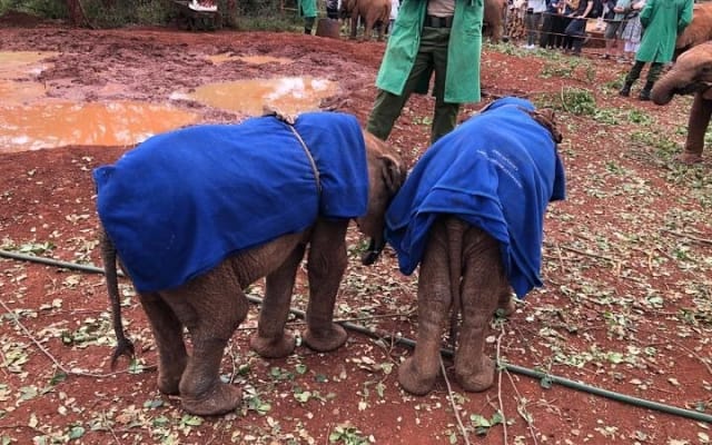 Giraffe Centre,Elephant Orphanage And Bomas Of Kenya Tour