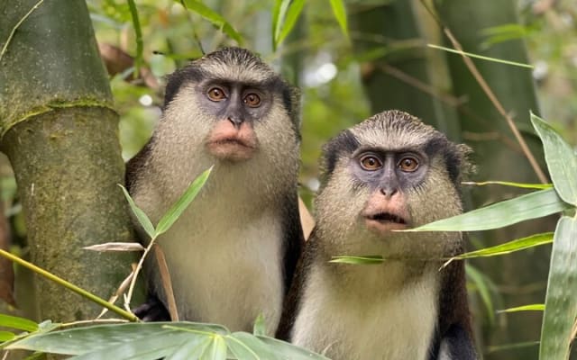 Explorer's choice: Half-day Grenada Island tour 