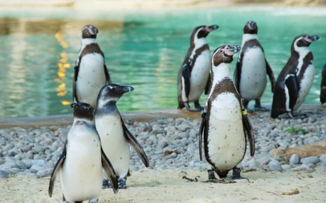 London Zoo Entry Ticket