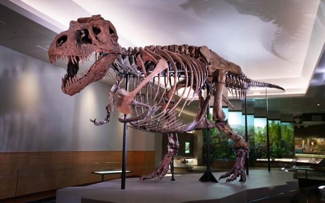  Field Museum of Natural History Early Access Ticket 