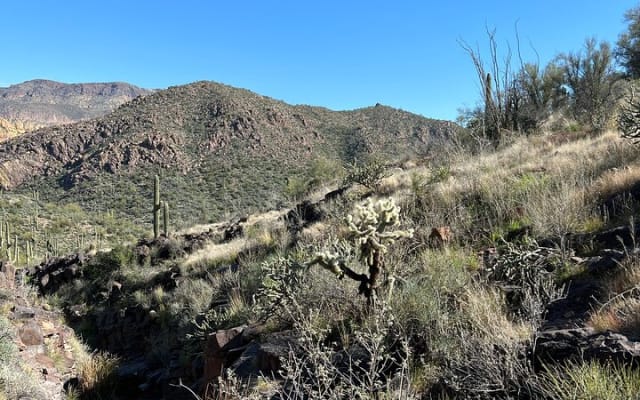 Guided Hike and Yoga Session at the Sonoran Desert