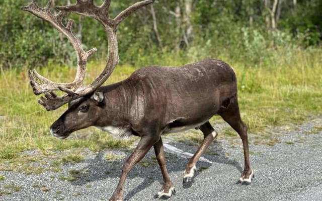 From Tromsø: Fjord and Wildlife Safari by VIP Minivan