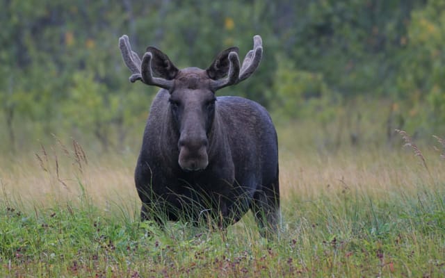 From Bodø: Moose Safari with Moose Guarantee